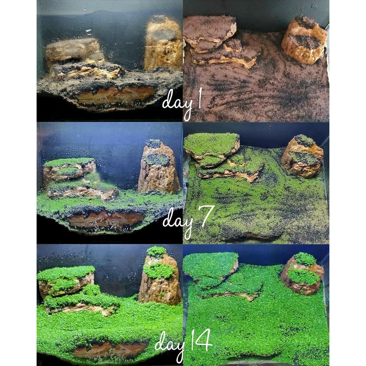 Buy now Aquarium Mini L.e.a.f 2 Bags at indiglob india