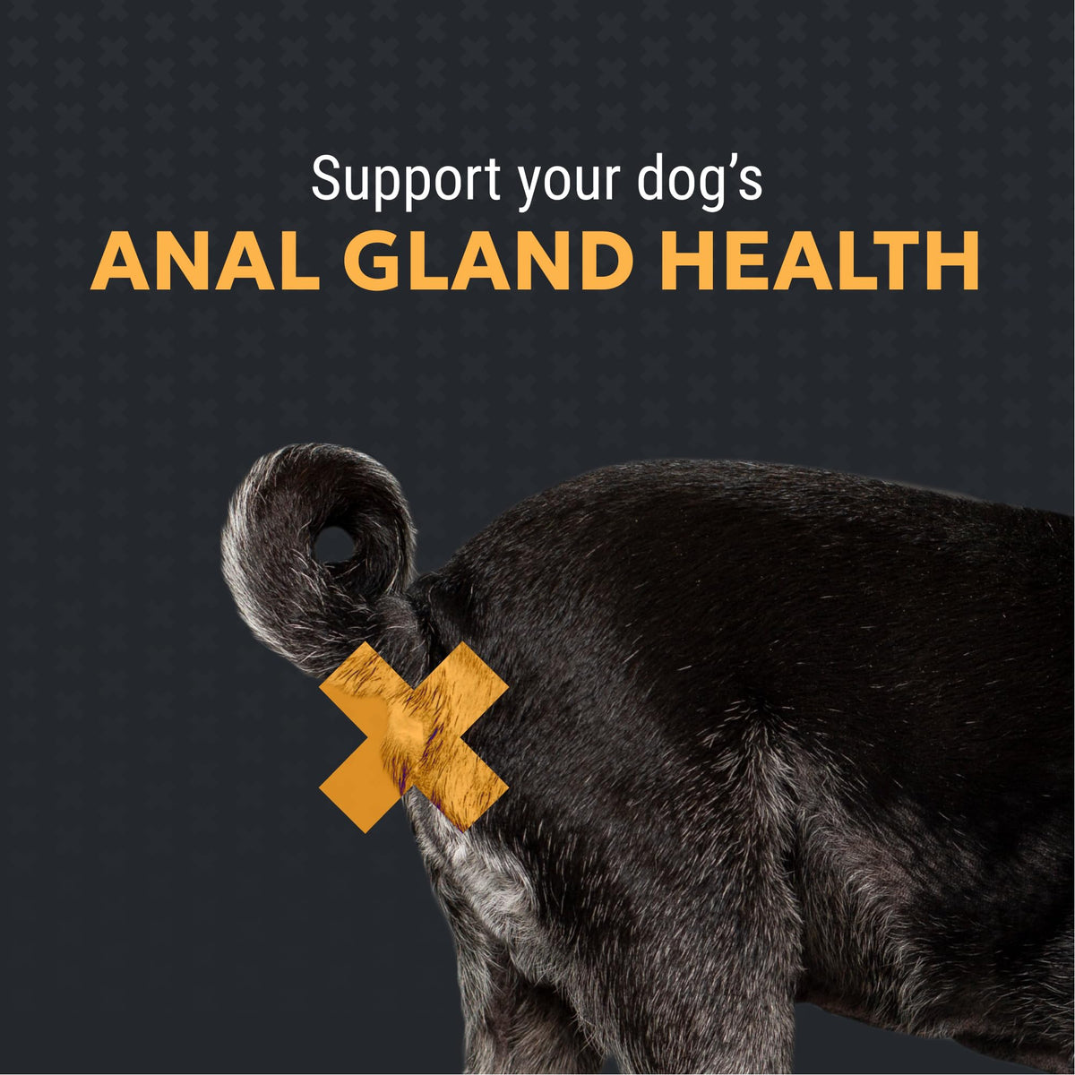 Nutramax Filaquin Anal Gland Supplement for Dogs, Soft Chews, 90ct