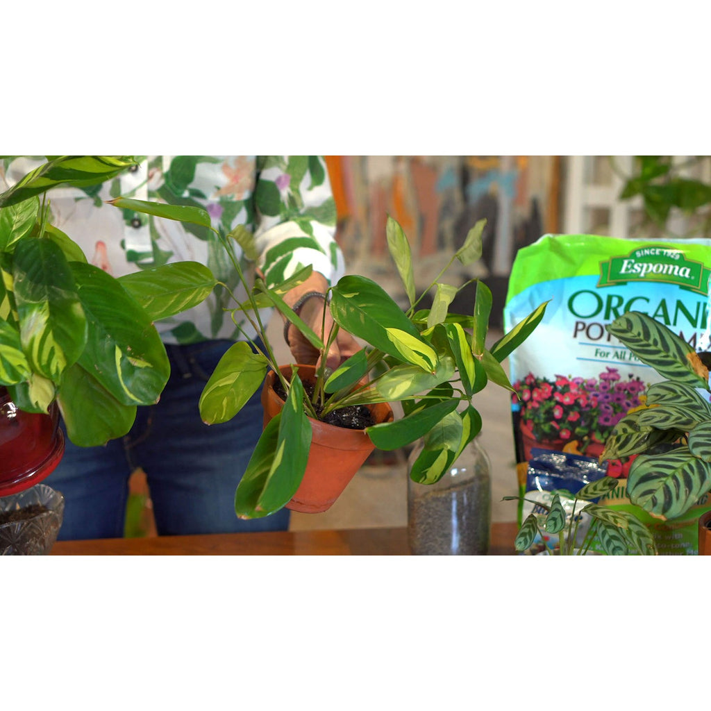 Espoma Organic Potting Soil Mix - All Natural Potting Mix for All Indoor & Outdoor Containers Including Herbs & Vegetables. for Organic Gardening, 4qt. Bag. Pack of 1