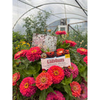 Natures Good Guys 1500 Live Ladybugs - Good Bugs- Ladybugs - Guaranteed Live Delivery!