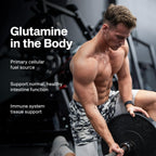 MuscleTech 100% L-Glutamine Powder for Enhanced Muscle Recovery, Unflavored | Pure L Glutamine Muscle Growth Builder & Energy Boosting Nutritional Supplement for Men & Women - 60 Servings