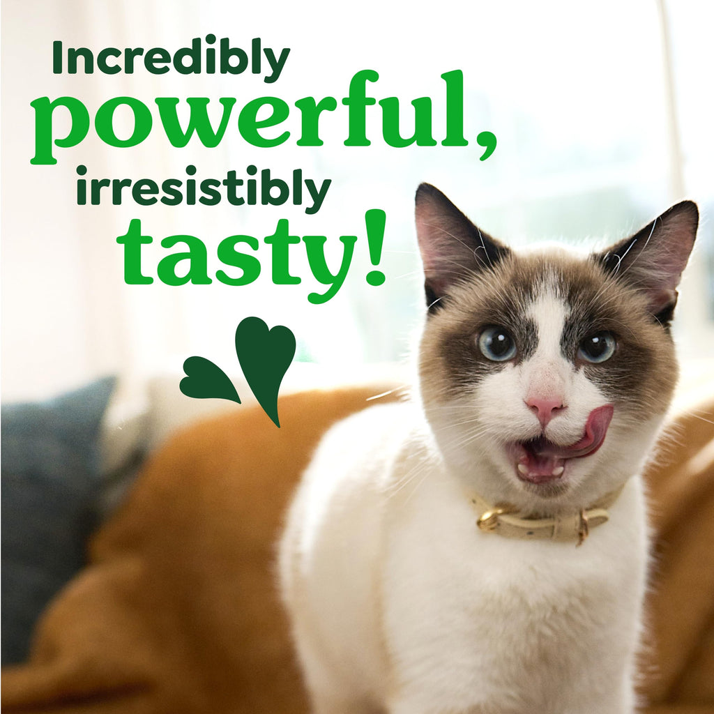 Buy now Greenies Feline Veterinarian-Recommended Adult Natural Dental Cat Treats, Catnip Flavor, 21 oz. Tub at indiglob india