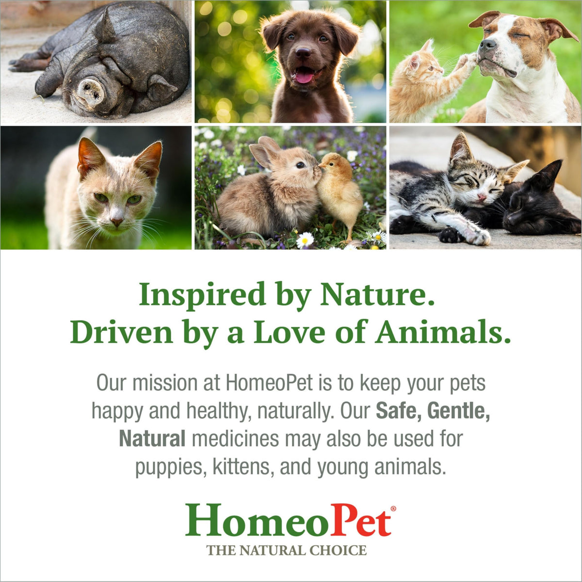 HomeoPet Nose Relief, Sinus Supplement for Dogs and Cats, 15 Milliliters