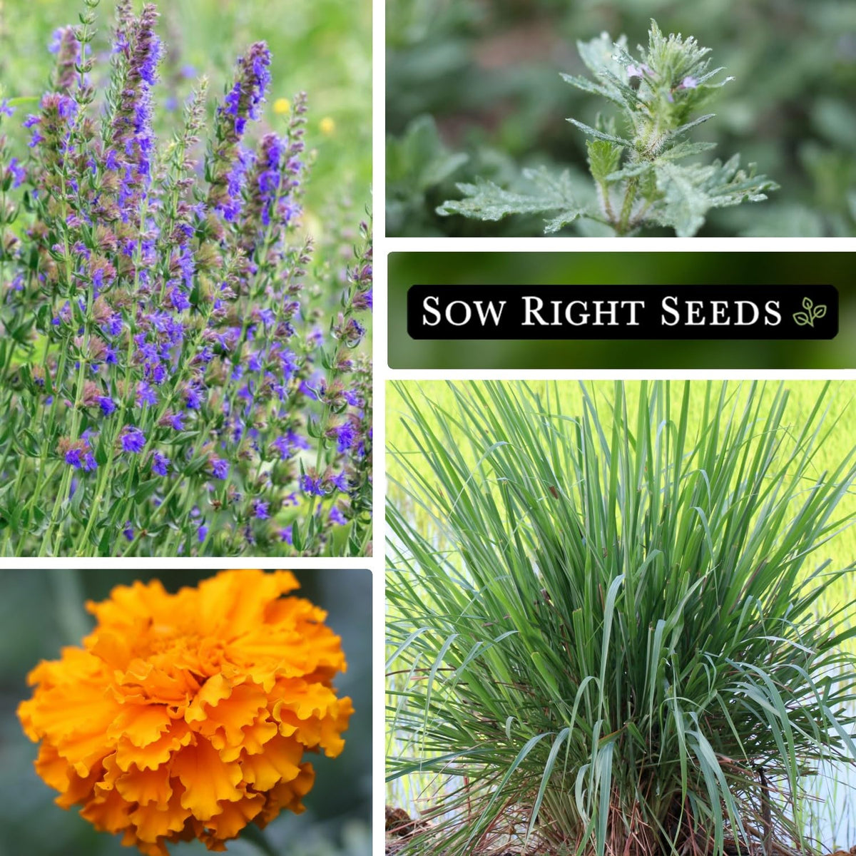 Sow Right Seeds - Insect & Pest Repellent Seed Collection for Planting - Lavender, Catnip, Marigold, Peppermint & Lemon Grass - 5 Packets with Instructions for Home Garden - Natural Pest Solution