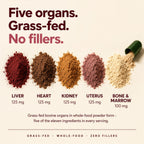Beef Organ Supplement for Women, 11-in-1 Grass-Fed with Liver & Muira Puama