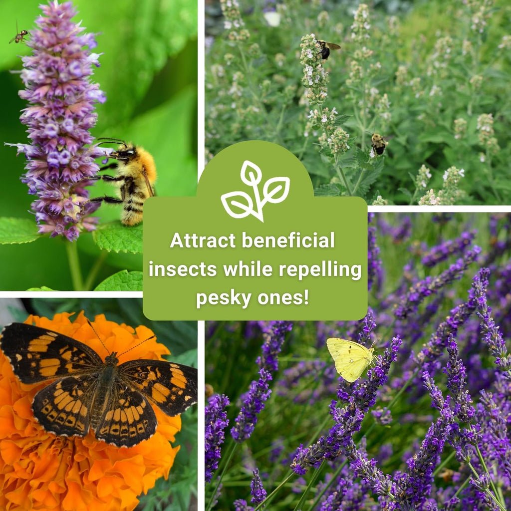 Sow Right Seeds - Insect & Pest Repellent Seed Collection for Planting - Lavender, Catnip, Marigold, Peppermint & Lemon Grass - 5 Packets with Instructions for Home Garden - Natural Pest Solution