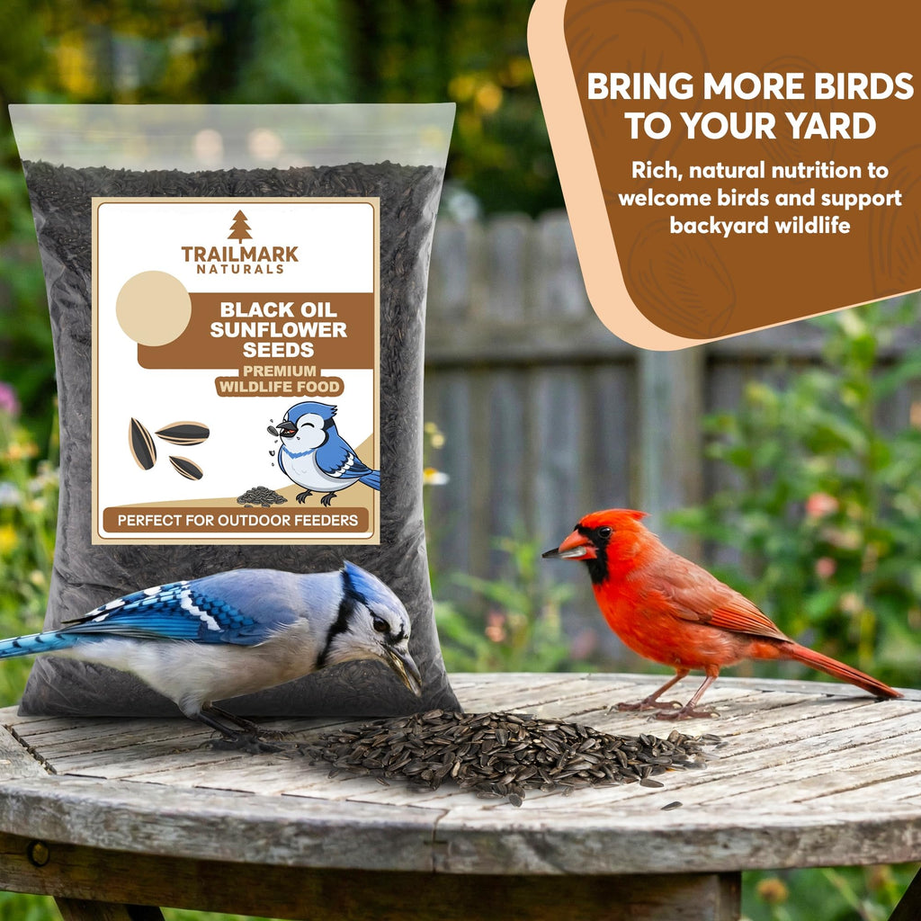 3 LB Black Oil Sunflower Seeds for Birds – Premium Wildlife & Bird Food – Grown in USA - Black Oil Sunflower Seeds for Wild Birds and Backyard Feeders