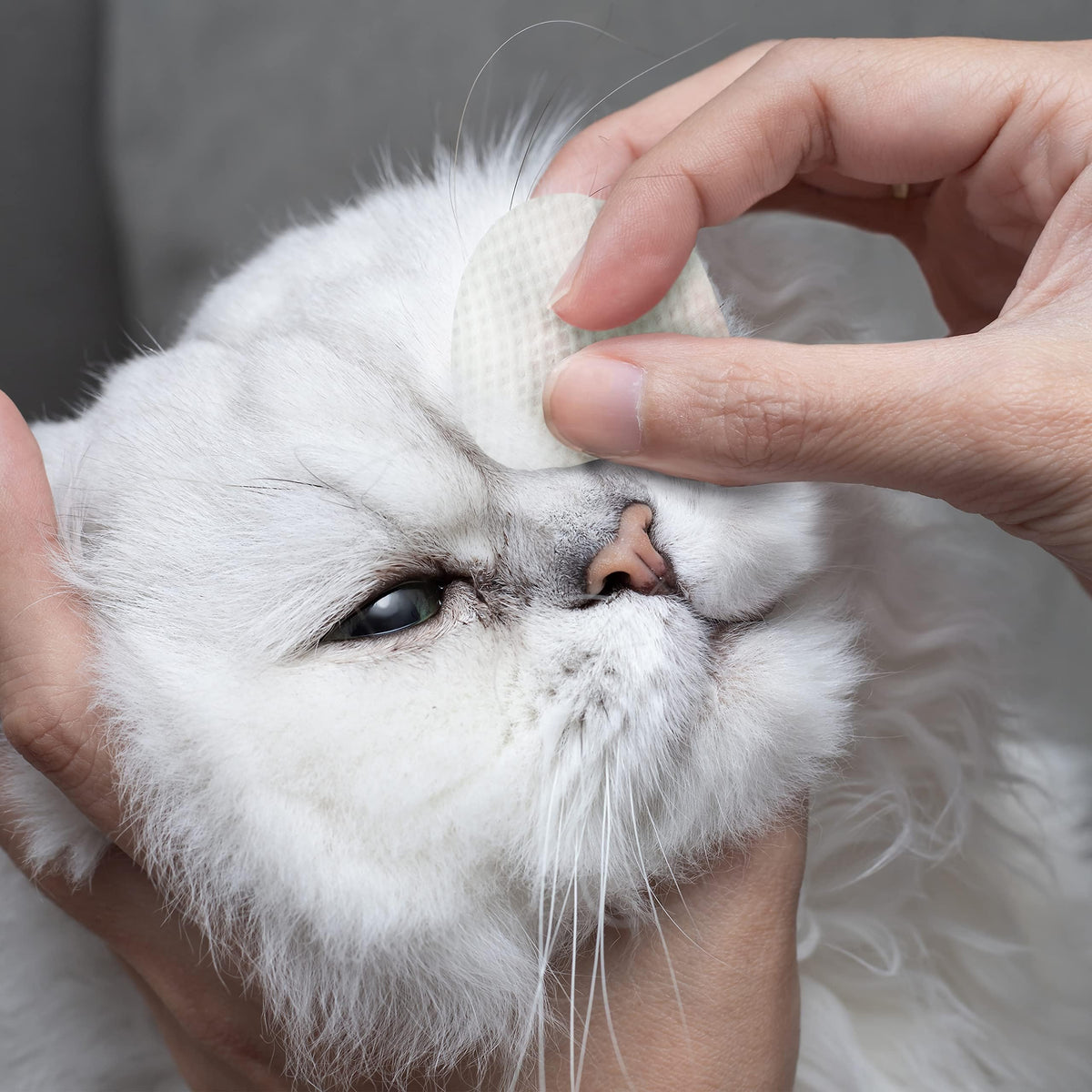 Eye Envy Tear Stain Wipes for Cats. Textured to Gently Clean Tear Stains. Natural Formula. Recommended by Persian & Exotic Breeders, Groomers. USA Made. 60 Cat Eye Wipes