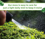LUCKYRUNES Live Moss for Terrarium Bedding & Reptile Enclosures