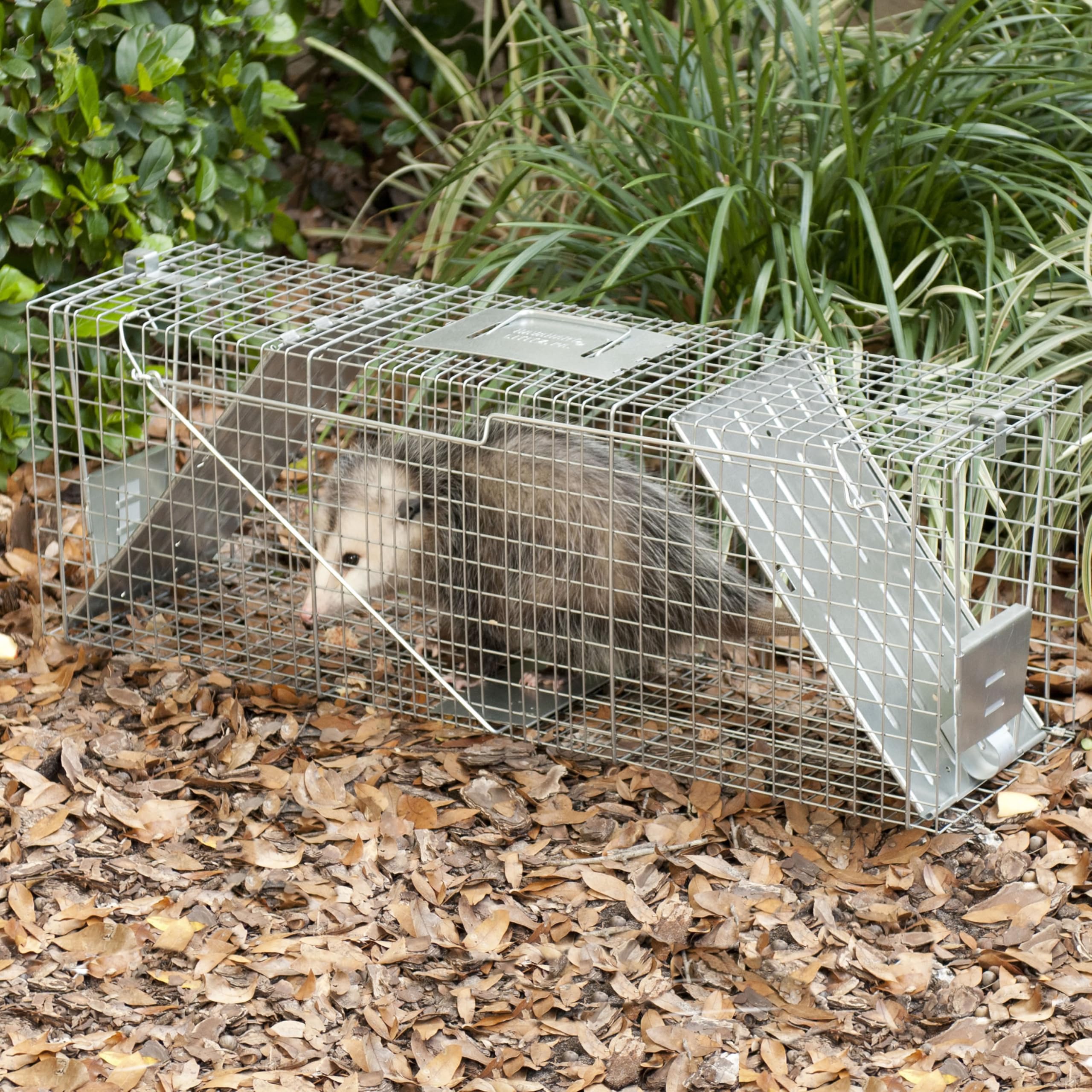 Buy now Havahart Large 2 Door Humane Catch and Release Live Animal Trap for Armadillos, Beavers, Bobcats, Small Dogs, Cats, Foxes, Groundhogs, Nutria, Opossums, Raccoons, Live Catch Trap for Stray Dogs 1045SR at indiglob india