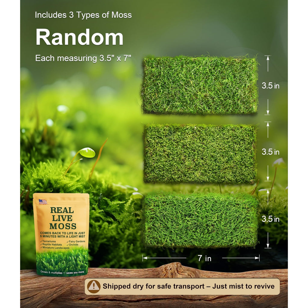 LUCKYRUNES Live Moss 3-Pack for Reptile Enclosures & Terrariums,Fresh Reptiles Substrate