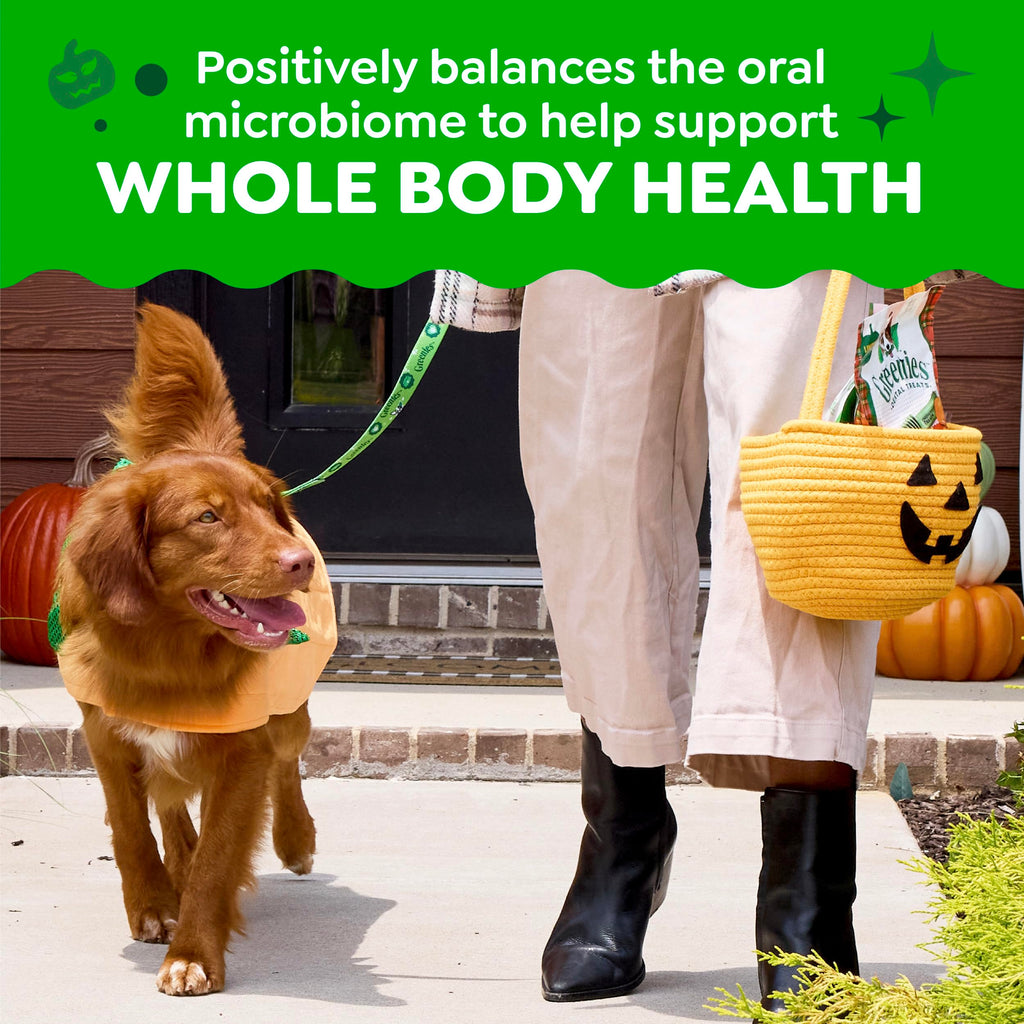 Greenies Teenie Natural Dental Dog Treats, Pumpkin Spice Flavor, 43 Count