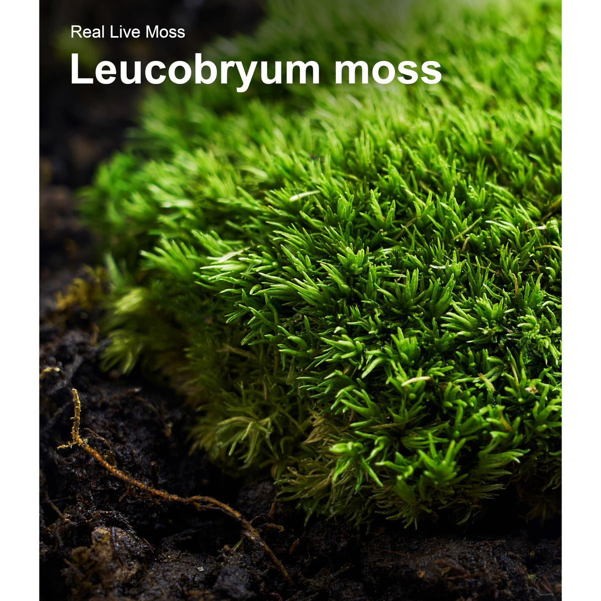 LUCKYRUNES Live Moss 3-Pack for Reptile Enclosures & Terrariums,Fresh Reptiles Substrate