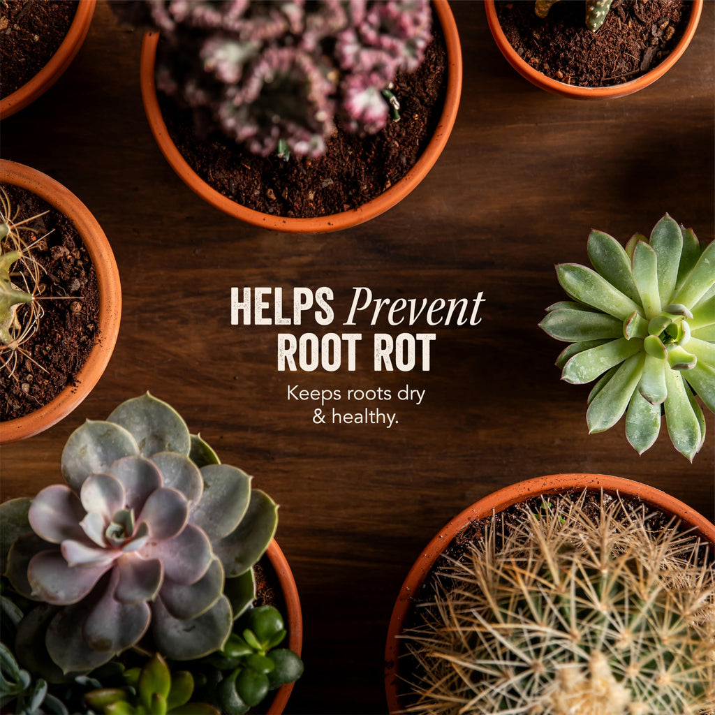 Java Cactus & Succulent Soil: A Gritty, Fast‑Draining, Peat-Free, Ready‑to‑Use Potting Mix for Cacti & Succulents -Keeps Roots Well Aerated for Indoor Pots & Plants. USA Made (6QT)