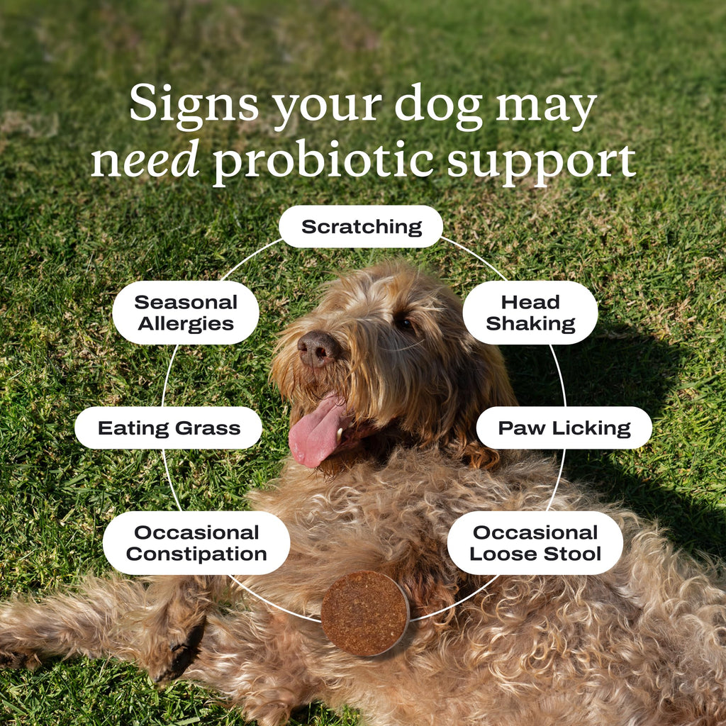 PetLab Co. Probiotic Chews for Dogs, 30 Soft Chews, 3-Pack