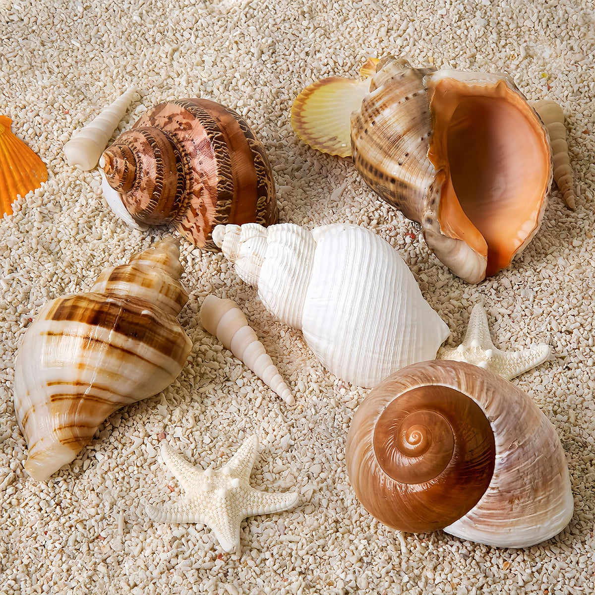 5PCS Large Hermit Crab Shells 2.8"-4" Seashells, Opening 1.5"-2.5"