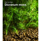 LuckyRunes Live Moss 4-Pack for Terrariums,Potted Plants & Floral Decor