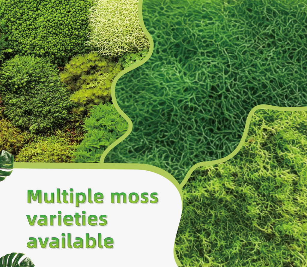 LUCKYRUNES Live Moss for Terrarium Bedding & Reptile Enclosures