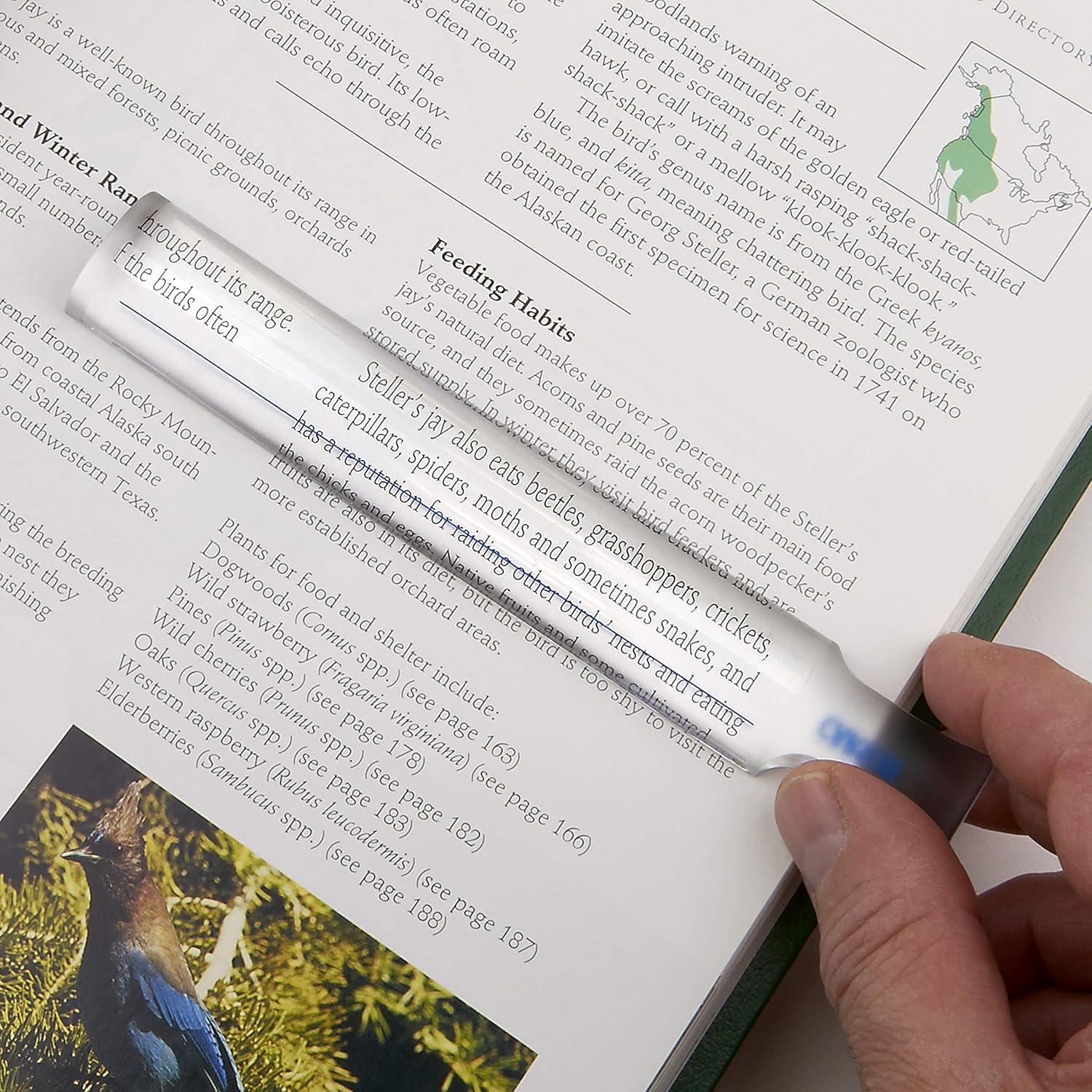 Buy now Carson MagniRead 1.5x Bar Magnifier (MR-25) at indiglob india