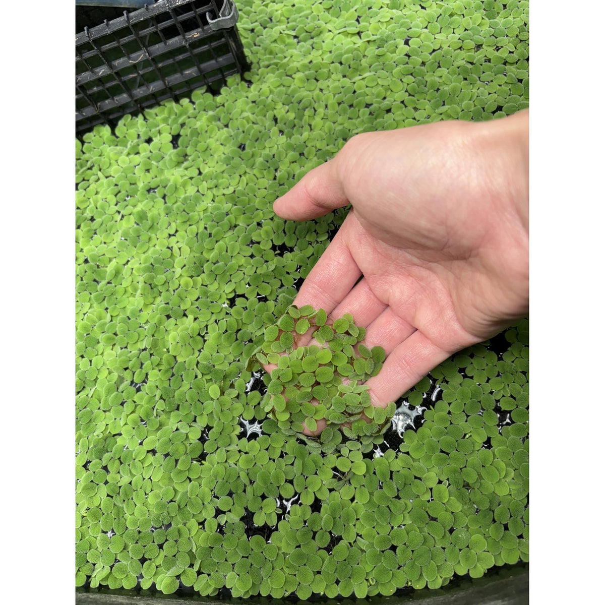 60+ Leaves Water Spangles - Salvinia Minima Floating Live Aquarium Plants