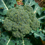 Purely Organic Broccoli Seeds (Waltham 29) - Approx 750 Seeds - USDA Organic, Non-GMO, Open Pollinated, Heirloom, USA Origin