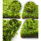 LuckyRunes Live Moss 4-Pack for Terrariums,Potted Plants & Floral Decor