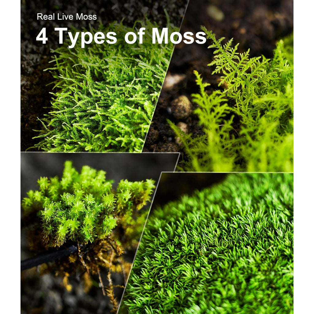 LuckyRunes Live Moss 4-Pack for Terrariums,Potted Plants & Floral Decor