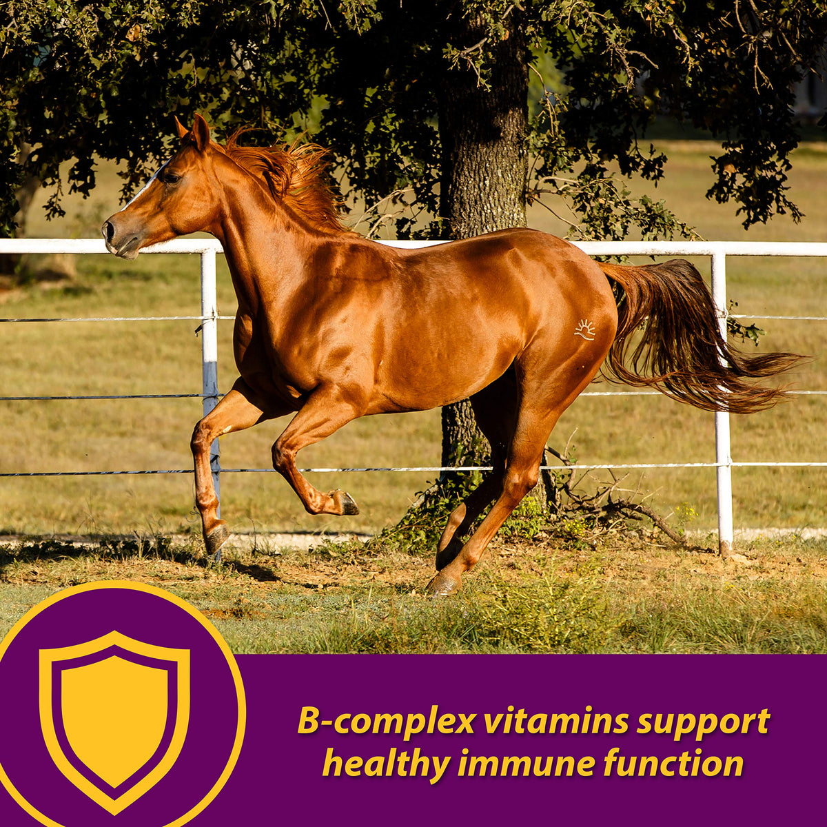 Horse Health Red Cell, Liquid Iron-Mineral Supplement 1 Qt, 16-Day Supply
