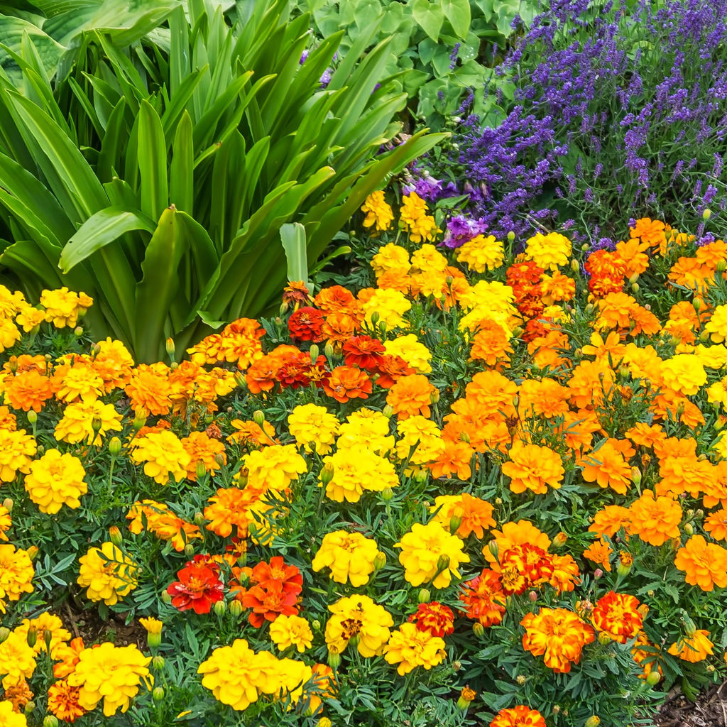 The Old Farmer's Almanac Petite Mixture Marigold Seeds - Premium Non-GMO, Open Pollinated, USA Origin - Approx 200 Flower Seeds