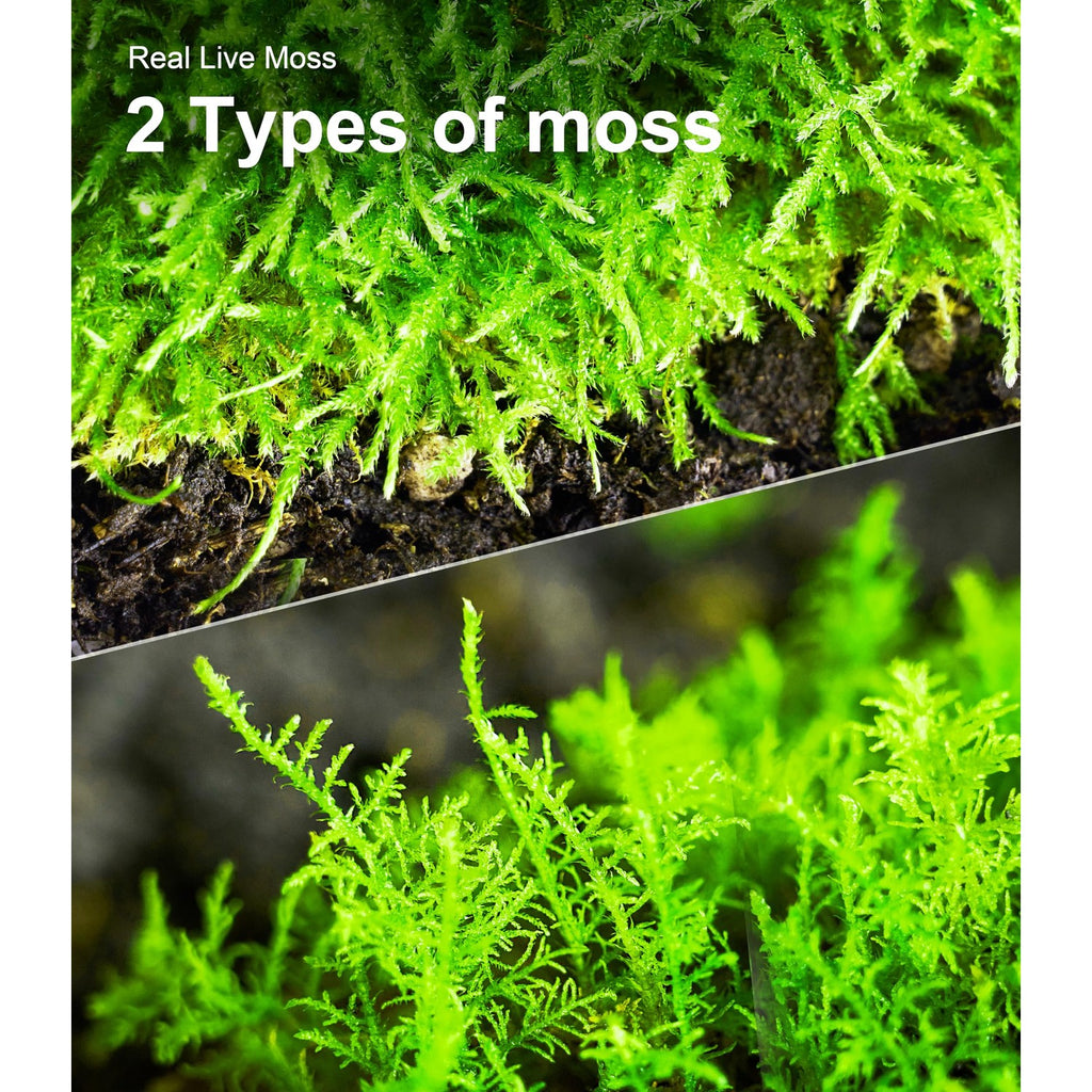 Live Moss Duo Pack 2 Types of Real Live Sheet/Sphagnum Moss for Terrariums, Terrarium Mosses Landscaping, Reptile Tank Accessories, Snake & Gecko Humidity Substrate Mosses for Crafts & Plant Décor