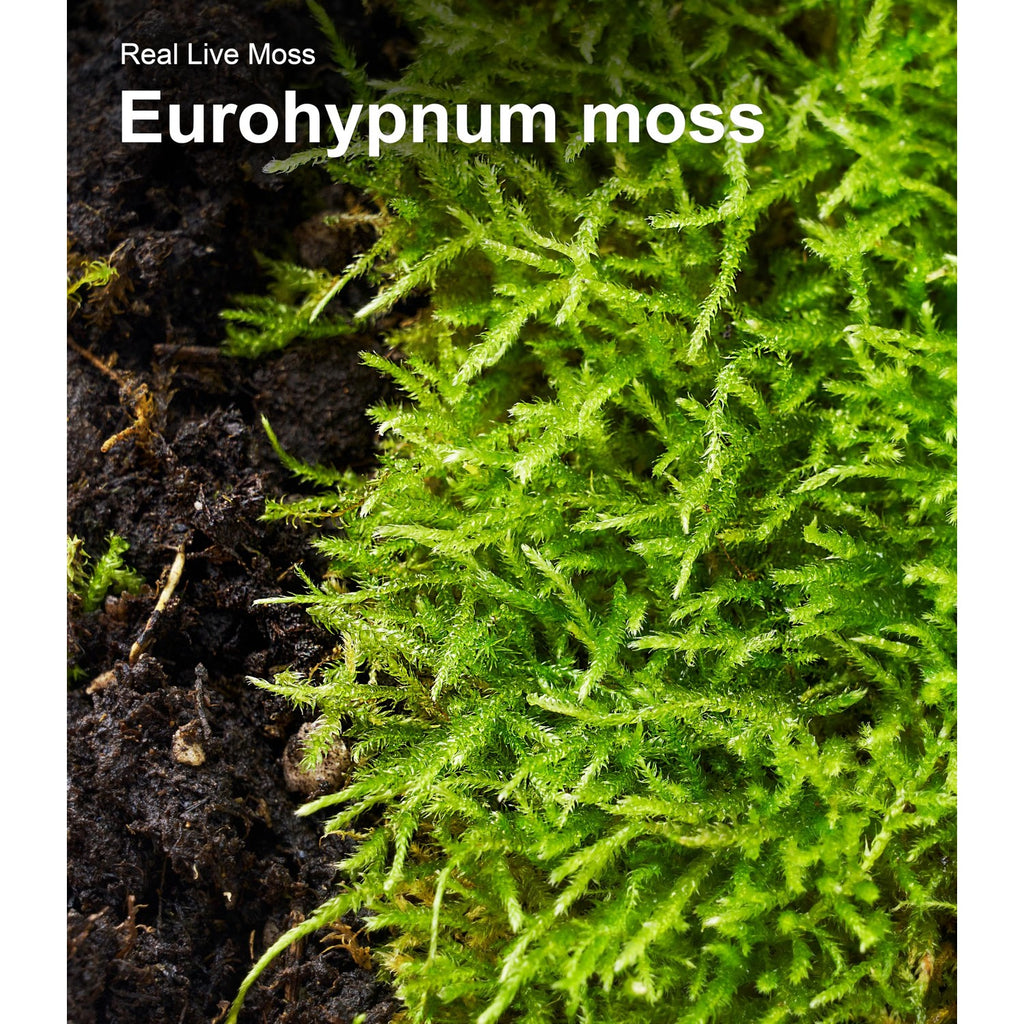 Live Moss Duo Pack 2 Types of Real Live Sheet/Sphagnum Moss for Terrariums, Terrarium Mosses Landscaping, Reptile Tank Accessories, Snake & Gecko Humidity Substrate Mosses for Crafts & Plant Décor