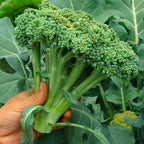 Purely Organic Broccoli Seeds (Waltham 29) - Approx 750 Seeds - USDA Organic, Non-GMO, Open Pollinated, Heirloom, USA Origin