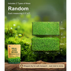 Live Moss Duo Pack 2 Types of Real Live Sheet/Sphagnum Moss for Terrariums, Terrarium Mosses Landscaping, Reptile Tank Accessories, Snake & Gecko Humidity Substrate Mosses for Crafts & Plant Décor