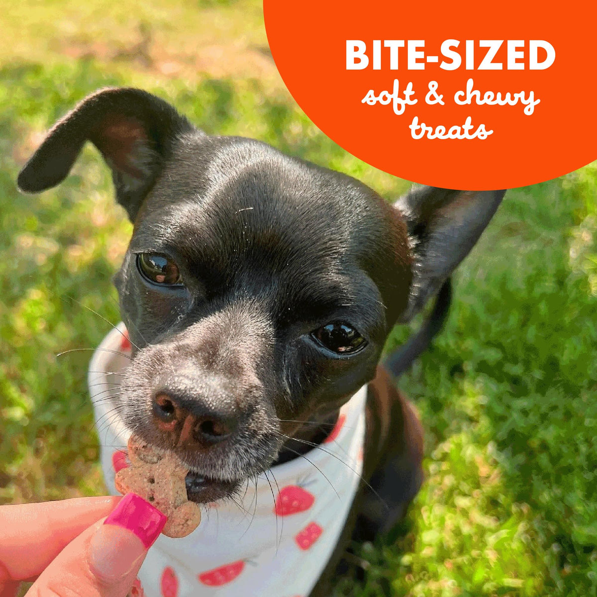 Buddy Biscuits 8 oz Bag of Softies Soft & Chewy Dog Treats, Peanut Butter