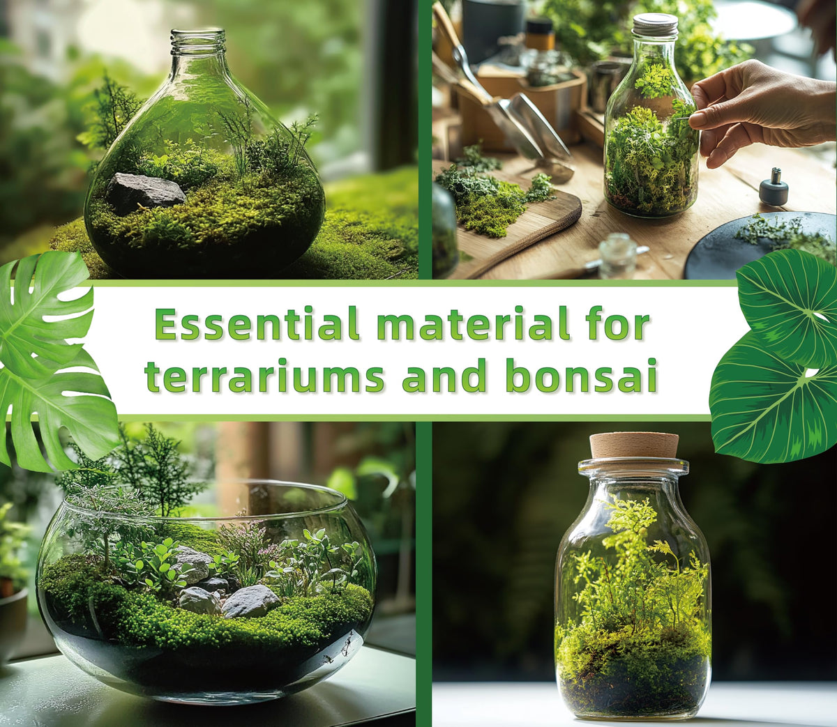 LUCKYRUNES Live Moss for Terrarium Bedding & Reptile Enclosures