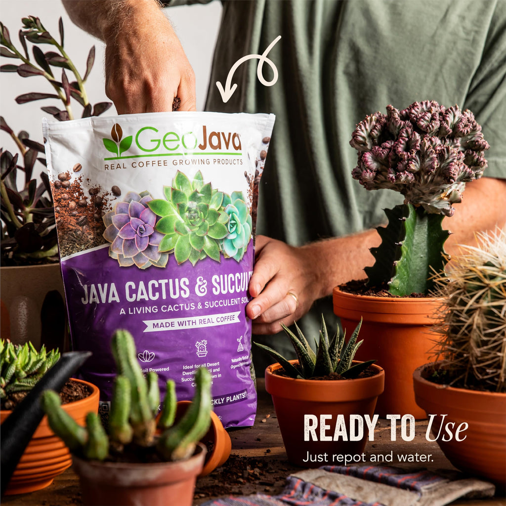 Java Cactus & Succulent Soil: A Gritty, Fast‑Draining, Peat-Free, Ready‑to‑Use Potting Mix for Cacti & Succulents -Keeps Roots Well Aerated for Indoor Pots & Plants. USA Made (6QT)