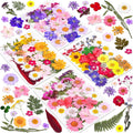 Buy now 140 Pcs Dried Pressed Flowers for Resin, Real Pressed Flowers Dry Leaves Bulk Natural Herbs Kit for Scrapbooking DIY Art Crafts, Epoxy Resin Jewelry Molds, Candle, Soap Making, Nails Décor Default at indiglob india