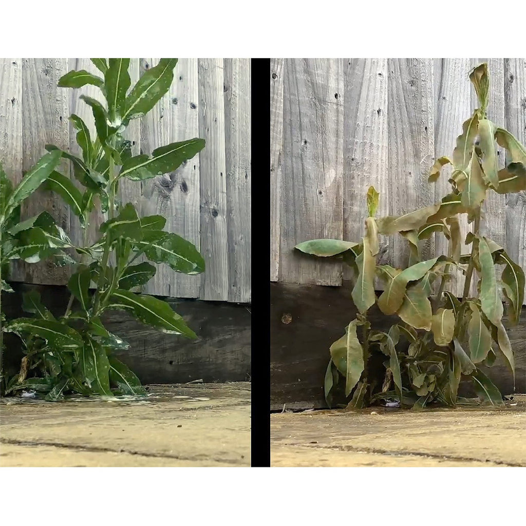Liquid Harvest Concentrated Surfactant for Herbicides Non-Ionic 16oz, Increase Product Coverage, Increase Product Penetration, Increase Product Effectiveness