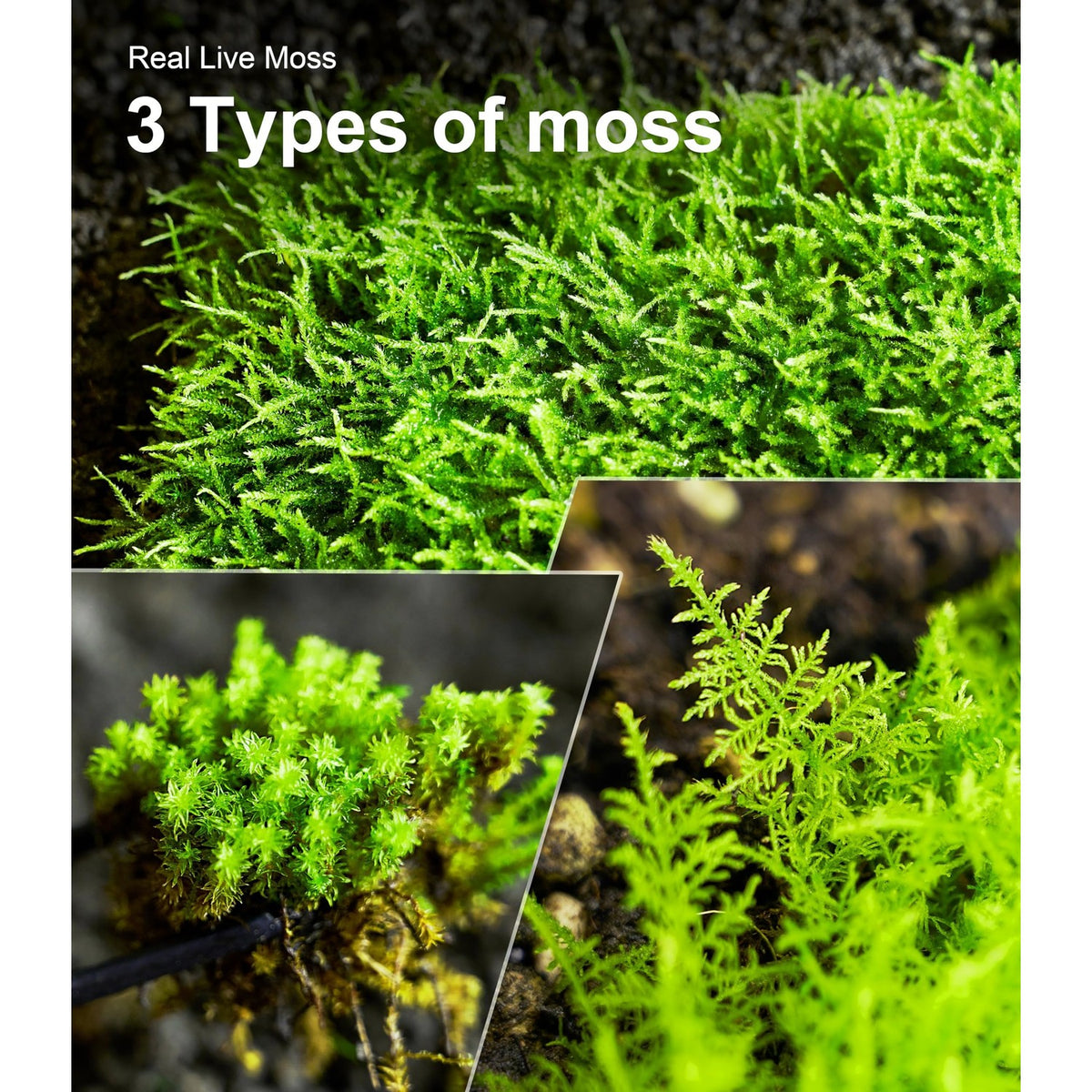 LUCKYRUNES Live Moss 3-Pack for Reptile Enclosures & Terrariums,Fresh Reptiles Substrate