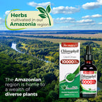FITO MEDIC'S Lab | Liquid Chlorophyll | Chlorophyll Liquid Drops | 50 mg 200:1 Ratio Extract per Serving.