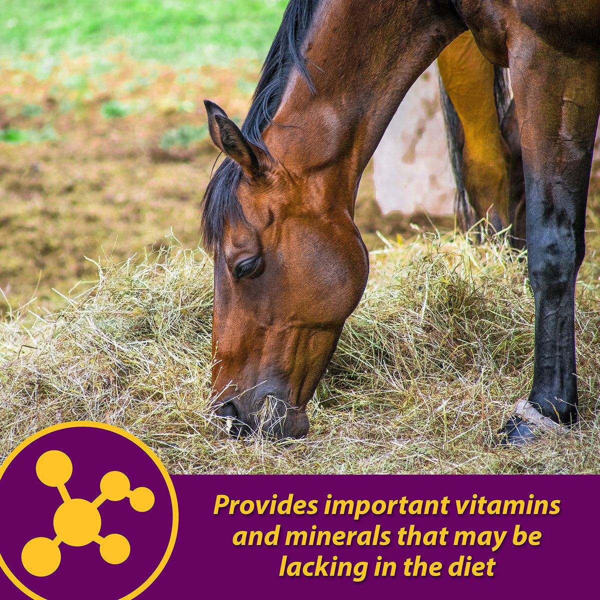 Horse Health Red Cell, Liquid Iron-Mineral Supplement 1 Qt, 16-Day Supply