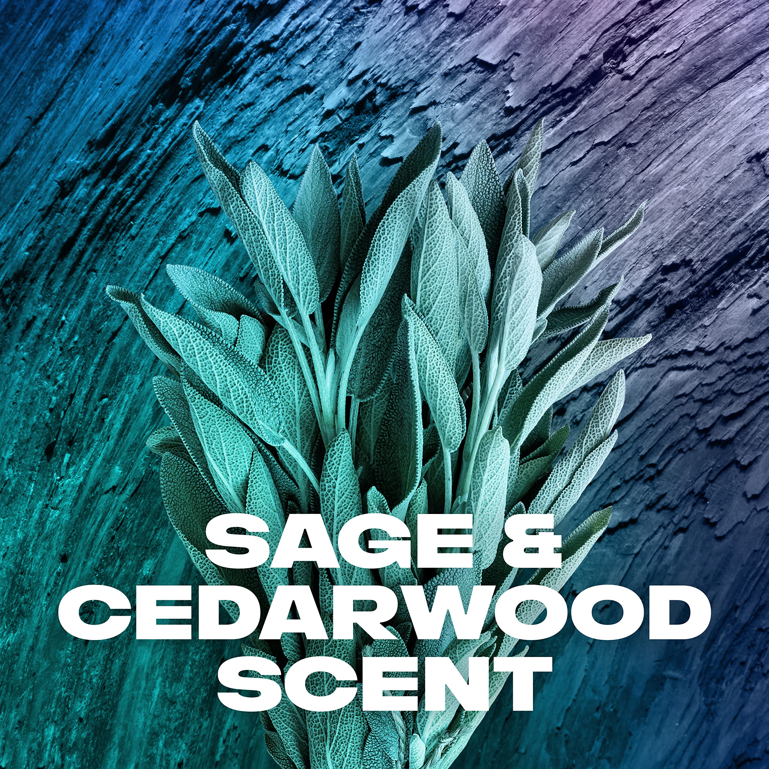 AXE Sage & Cedarwood Body Wash Apollo 4 Count 16 fl oz | For Long Lasting Freshness Men's Body Wash with Odor-Busting Prebiotics