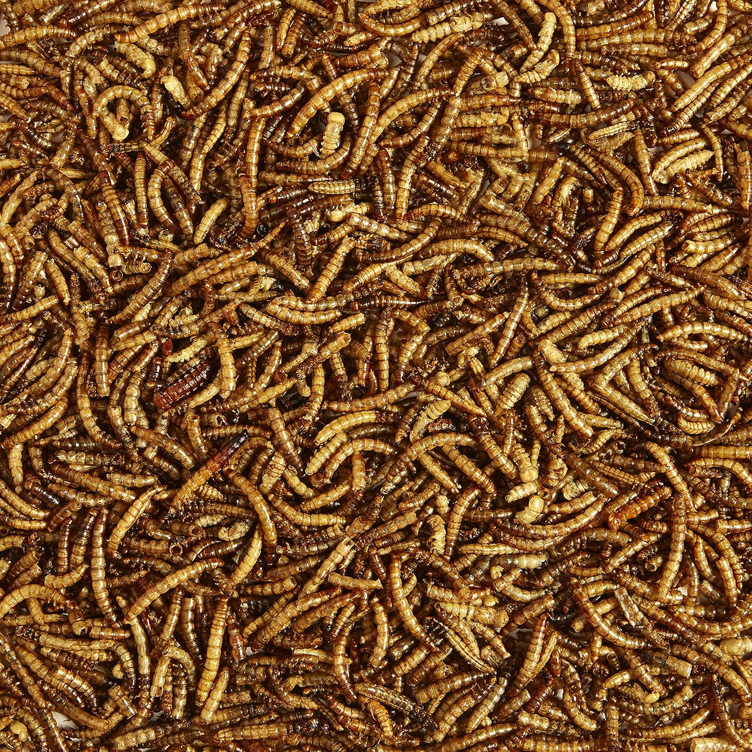Buy now Kaytee Wild Bird Food Mealworms For Bluebirds, Wrens, Robins, Chickadees, Woodpeckers, Cardinals & Chickens, 3.5 Ounce at indiglob india