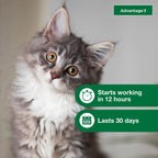 Effective Advantage II Kitten Flea Treatment starts working in 12 hours and lasts 30 days. Shop at Curat Cart for a healthier pet.