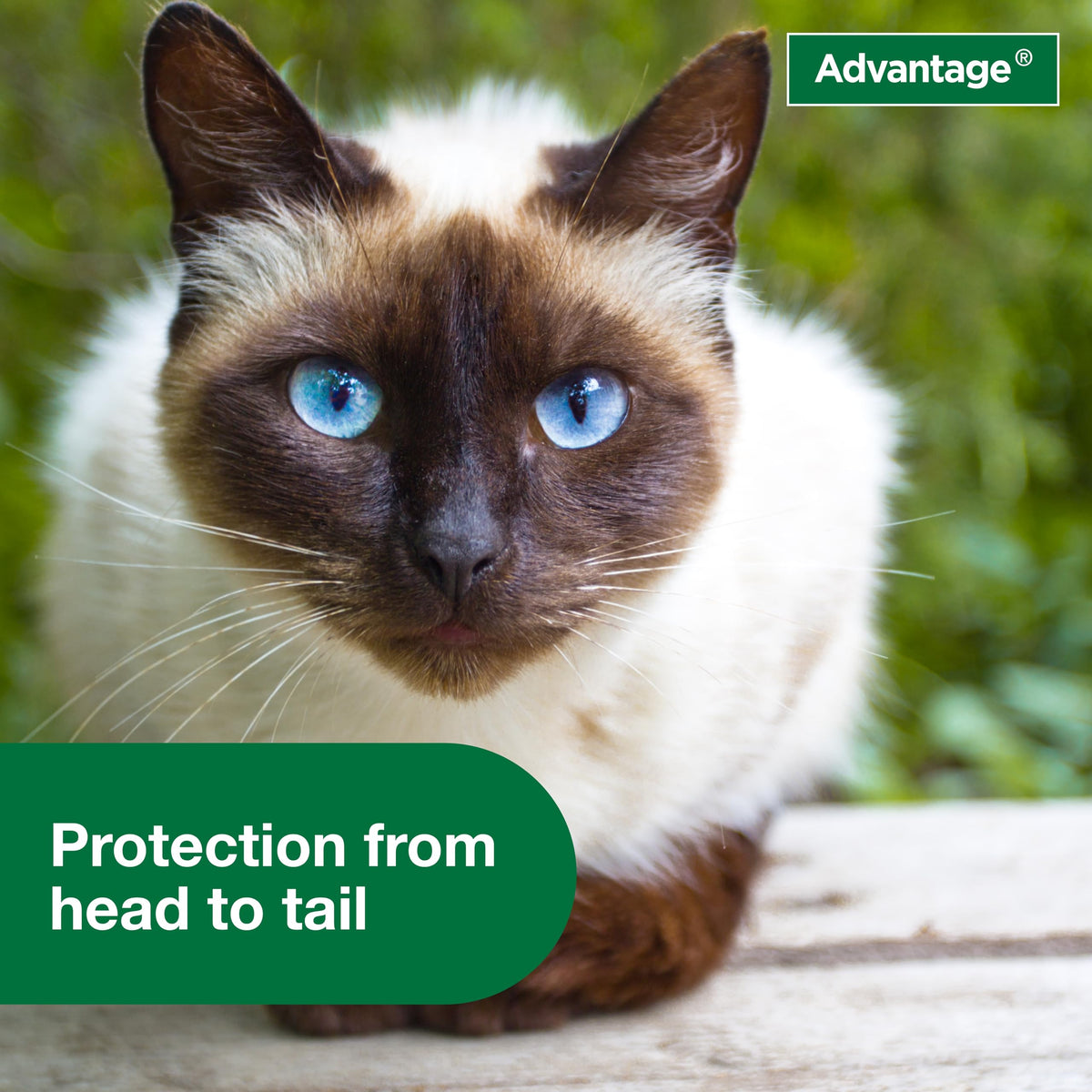 Protect your cat from head to tail with Advantage Treatment Spray, a premium import available at Curat Cart.
