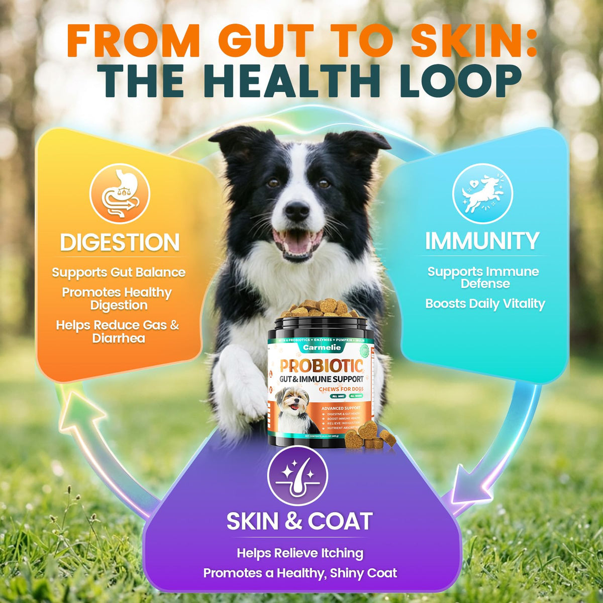 Carmelie Probiotics for Dogs supports gut balance and skin health. Perfect for daily use, available at Curat Cart.
