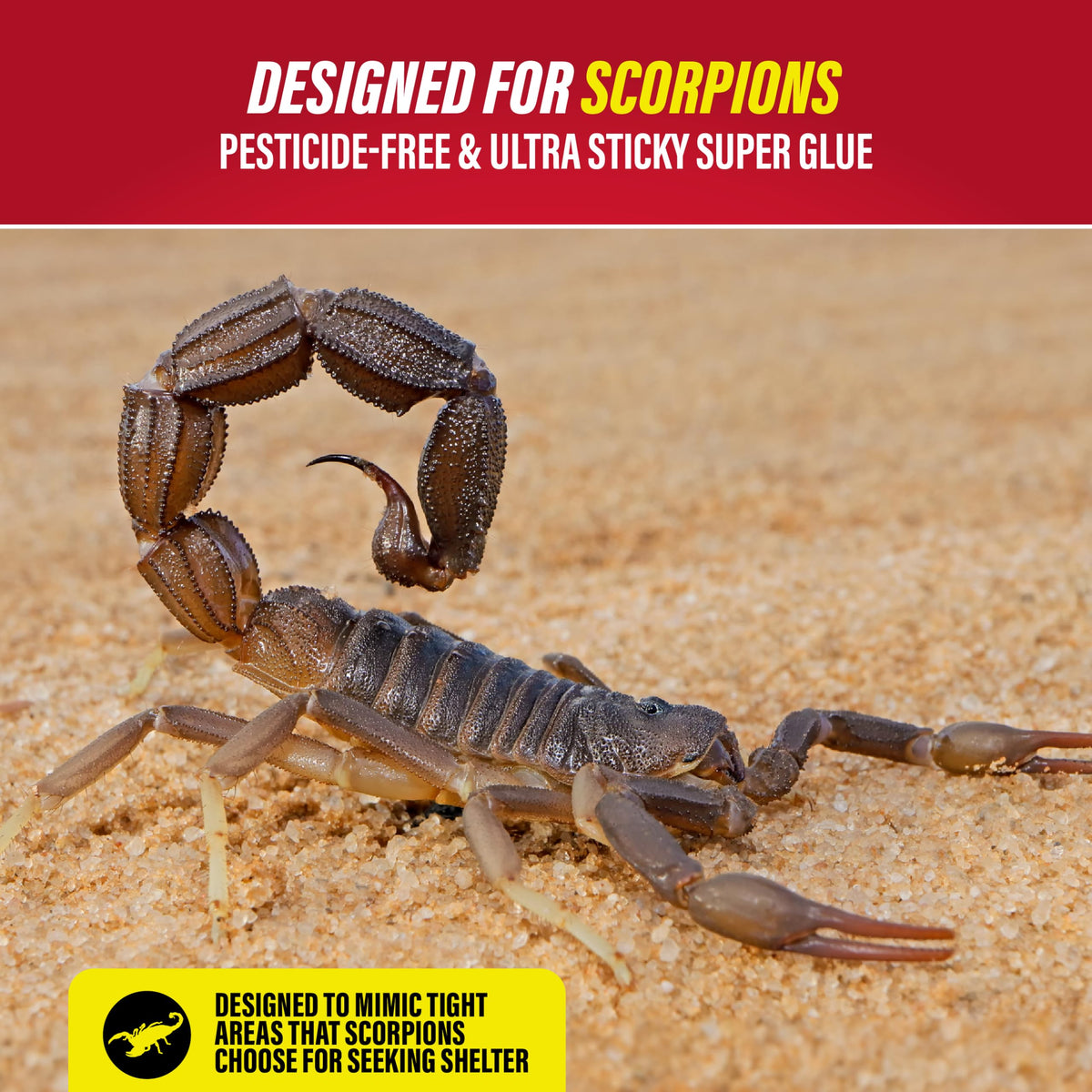 Premium imported Catchmaster Scorpion Glue Traps designed to attract scorpions with pesticide-free, ultra-sticky glue. Available at Curat Cart.