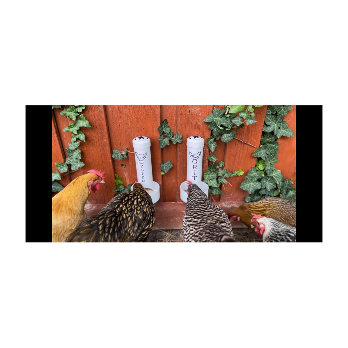 Premium Chicken Oyster Shell Feeder Combo from Curat Cart, designed for optimal poultry nutrition. Specially curated for discerning farmers.