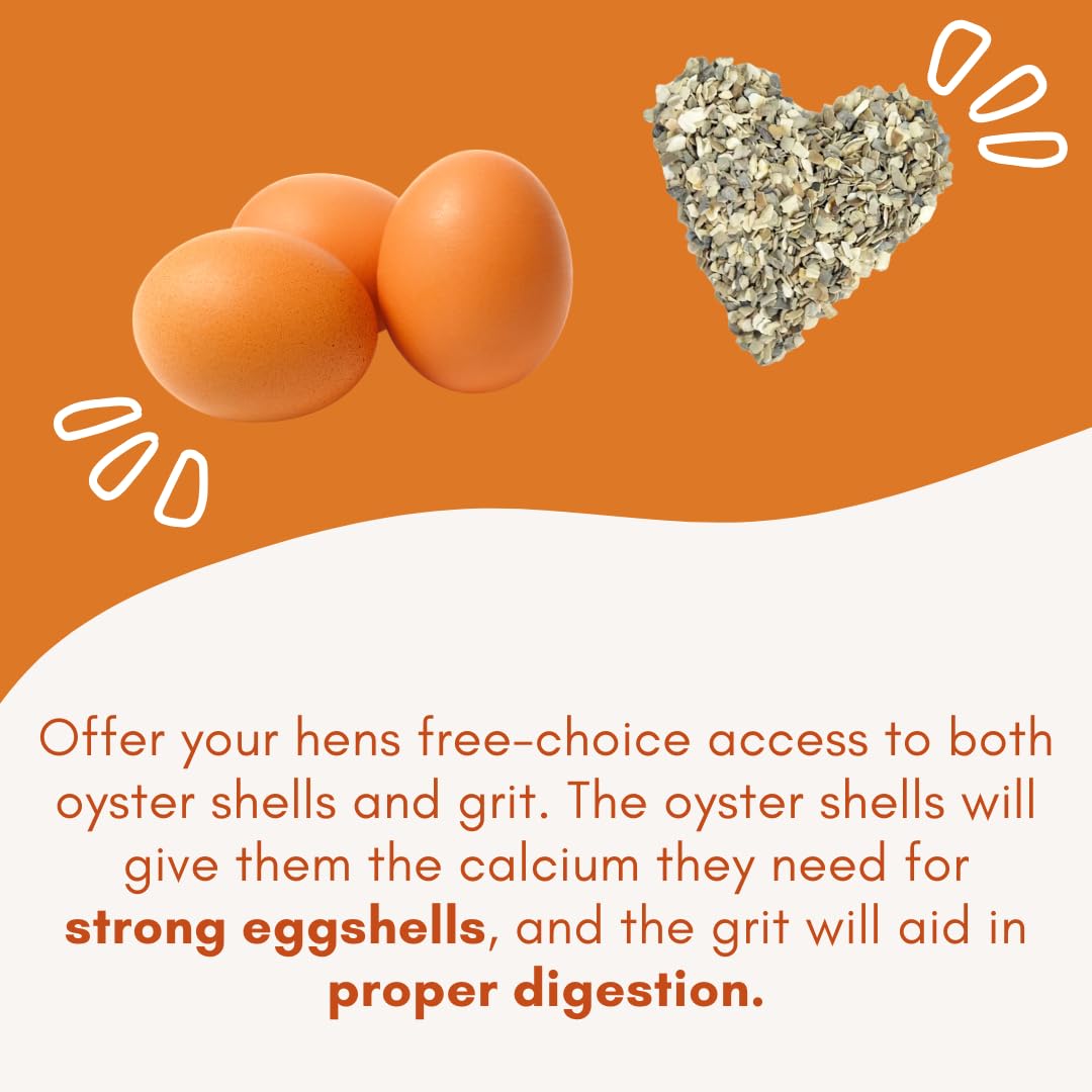 Premium imported Chicken Oyster Shell Feeder Combo provides essential calcium for strong eggshells and aids in proper digestion. Available at Curat Cart.
