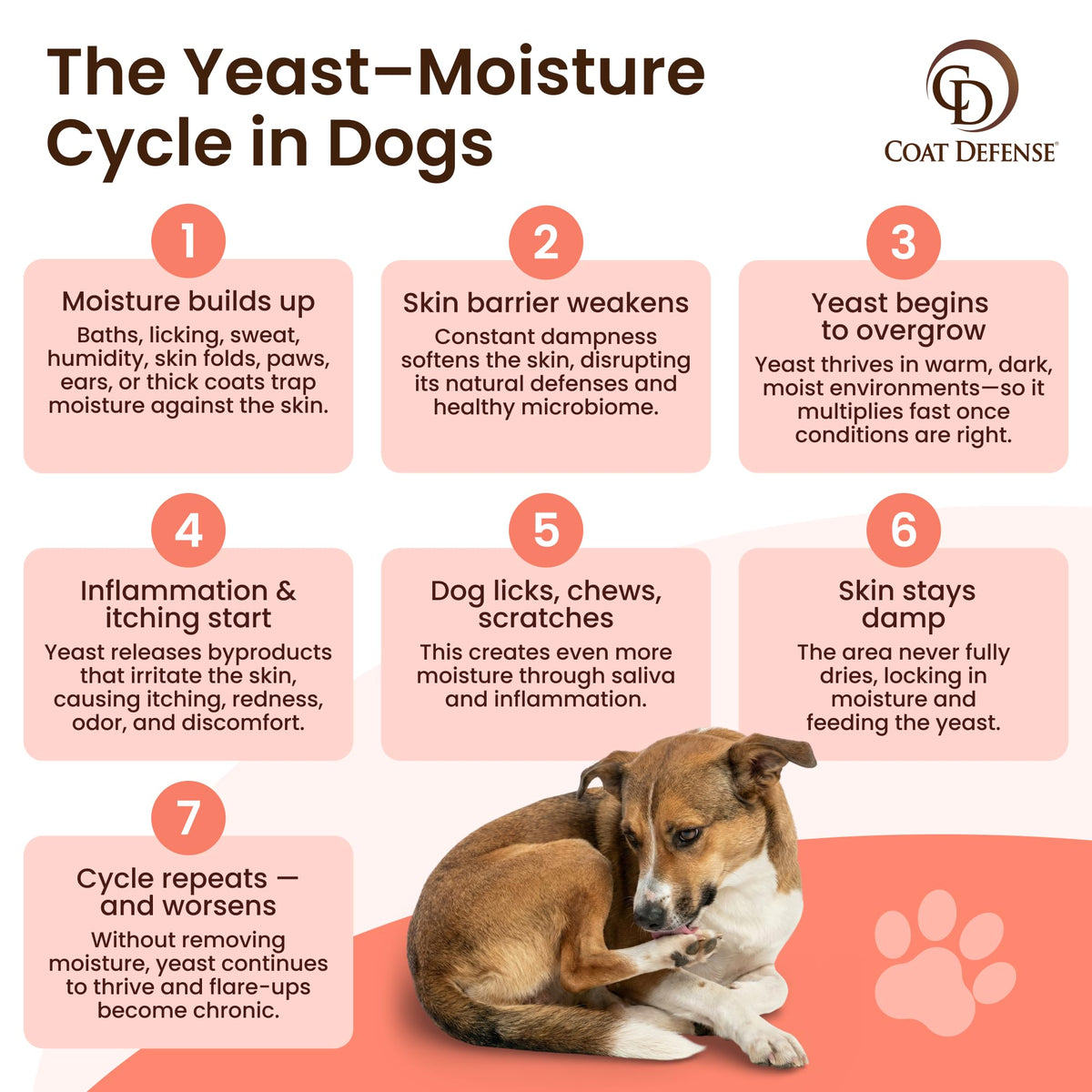 Detailed infographic on the yeast-moisture cycle in dogs, emphasizing the importance of Coat Defense Paw Licker Bundle for skin health. Available at Curat Cart.